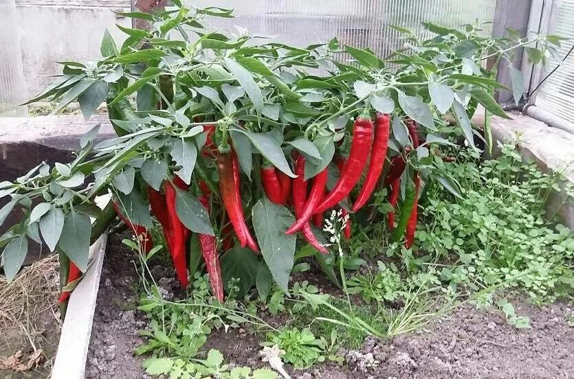Как вырастить горький перец. Перец рамиро красный куст. Острый перец чили домашний. Дыхание дьявола перец. Перец тесео.
