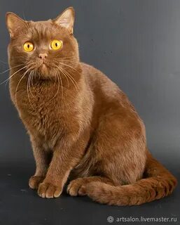 Есть ли коричневый