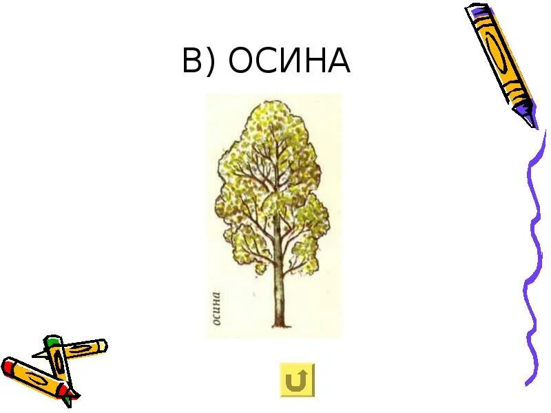 Разбор слова осиновый. Осина рисунок. Осина рисунок карандашом. Раскраска осина дерево. Осина раскраска.