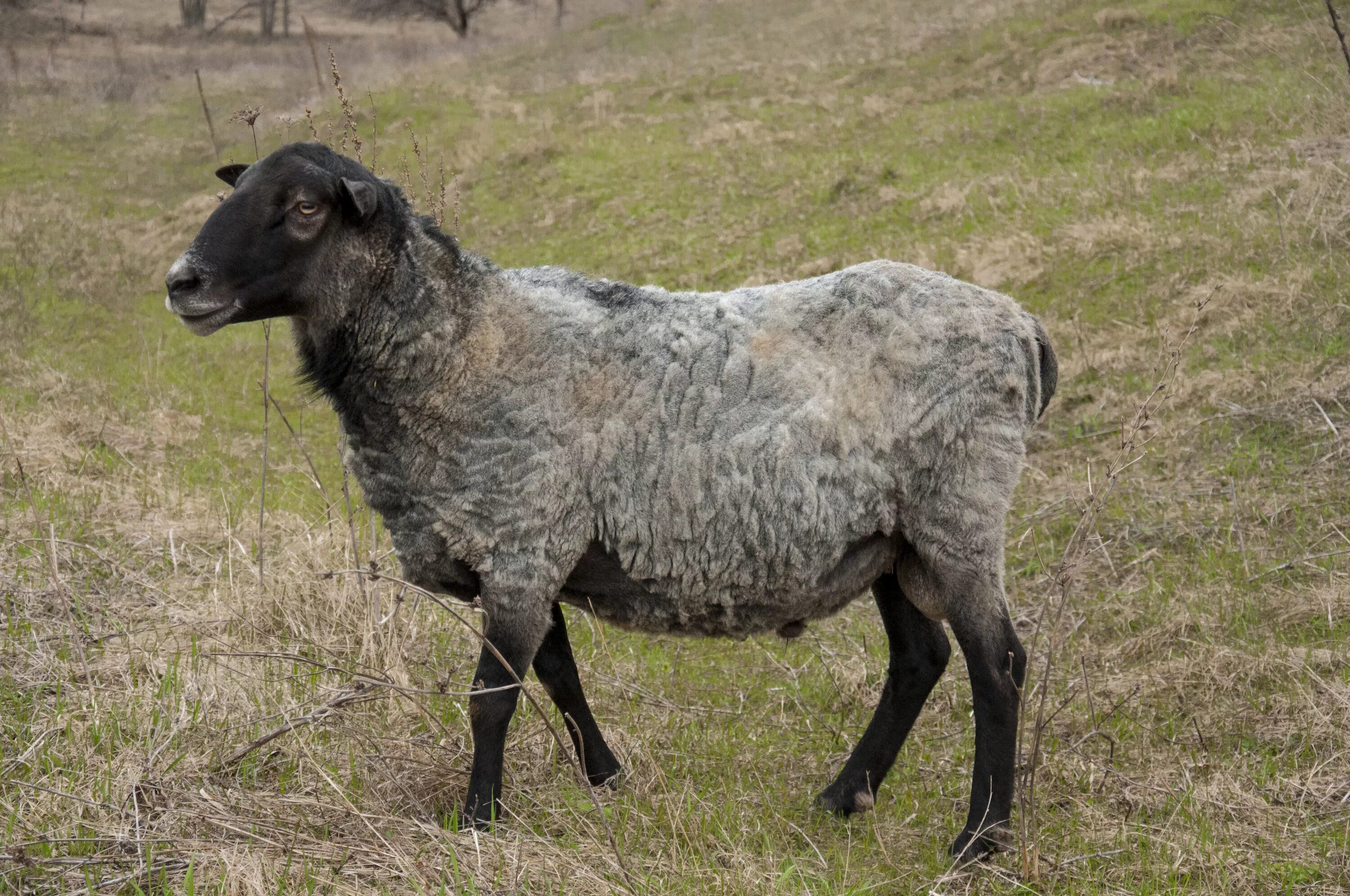 Авито породы овец. Грубошерстные породы овец Романовская. Баран каракульской породы. Романовская порода овец. Каракульская порода.