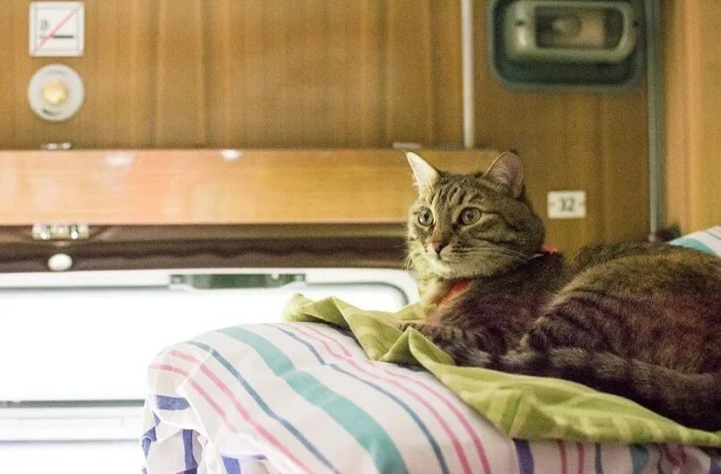 В Госдуме предложили приравнять питомцев к пассажирам. " Кошка Ветра