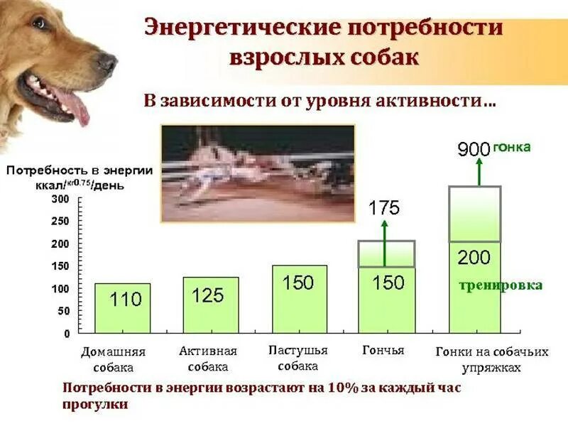 Потребность собак в энергии таблица. Потребность собак в энергии и питательных веществах. Диапазон вероятности. Потребность в жирах на 1 кг массы тела взрослого человека. Потребность в белке.