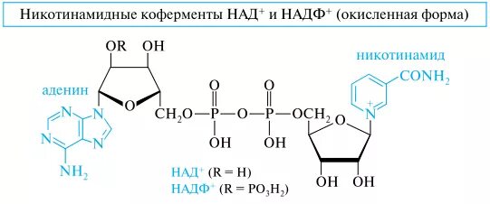 Нуклеотидные коферменты и переносчики соединений, их основные типы. Никотинамидный кофермент. Коферменты АТФ над+ НАДФ+. Нуклеотиды в роли коферментов..