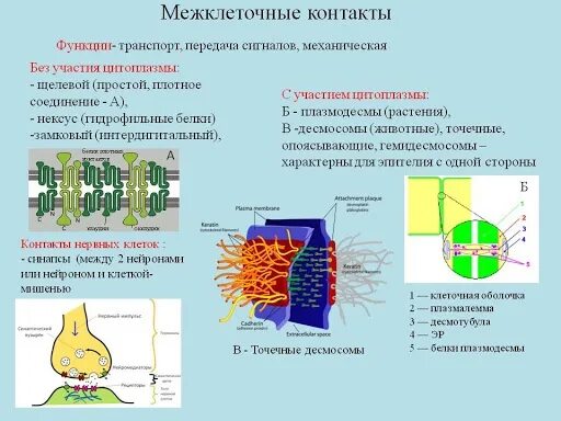 Между клетками есть. Структурно функциональная характеристика межклеточных контактов. Схема строения межклеточных контактов. Межклеточные соединения (контакты). Схема строения межклеточных контактов гистология.