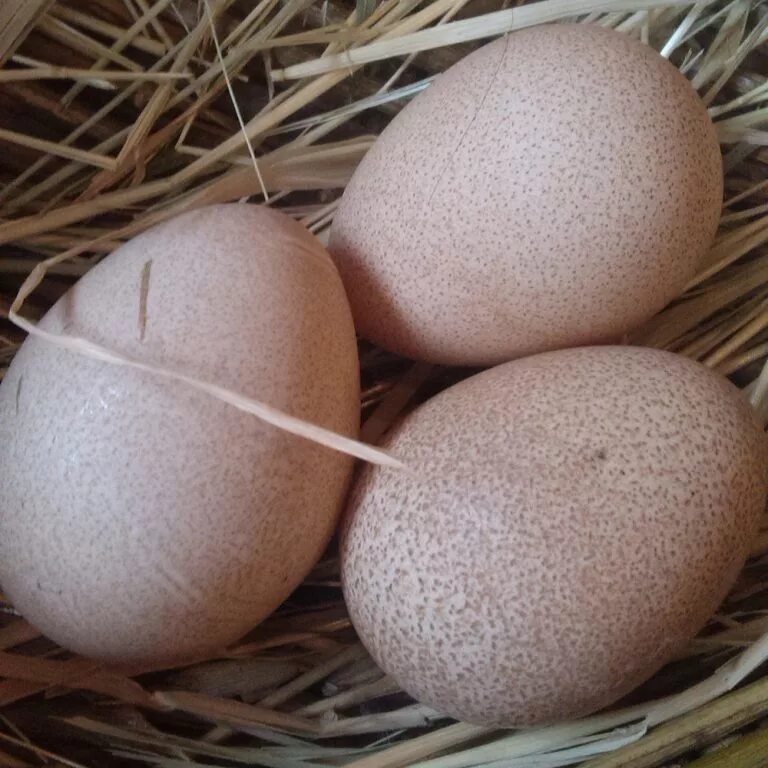 Купить яйцо ростовская область. Яйца цесарки. Цесариное яйцо. Волжская белая цесарка яйца. Цесарка Волжская яичная.