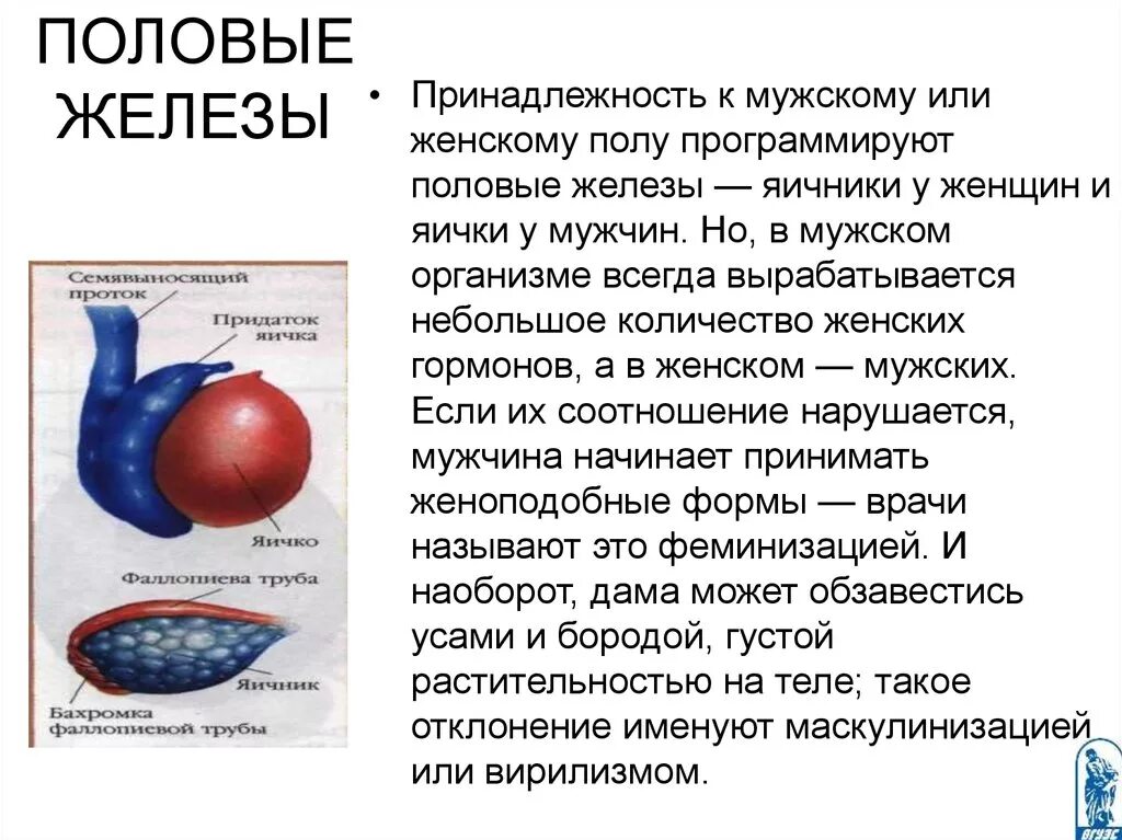 Нарушение половых желез. Половые железы. Роль половых желез в организме человека. Половые железы это железы. Мужские и женские половые железы.