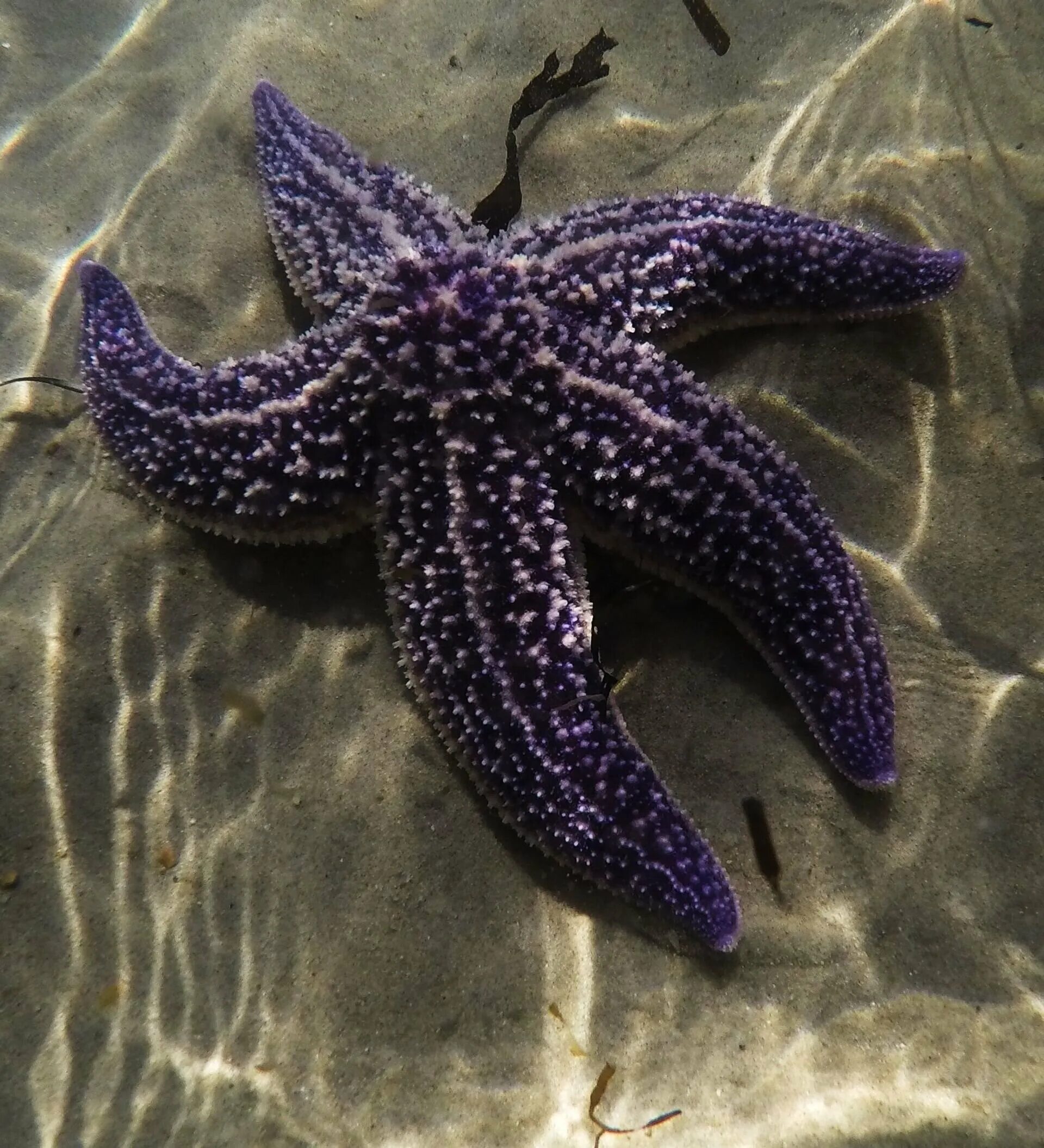 Амурская морская звезда (Asterias amurensis). Астерия Амурская морская звезда. Морская звезда Астерия (Asterias Rubens). Дальневосточный морской заповедник евастерия сетчатая.