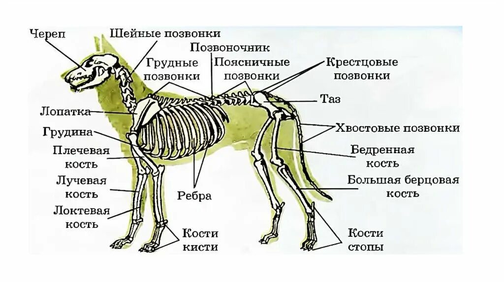 Функции позвоночника у млекопитающих. Опорно двигательная система скелет собаки. Внешнее строение и опорно двигательная система млекопитающих. Строение опорно двигательной системы животных. Опорно двигательная система млекопитающих 7 класс.