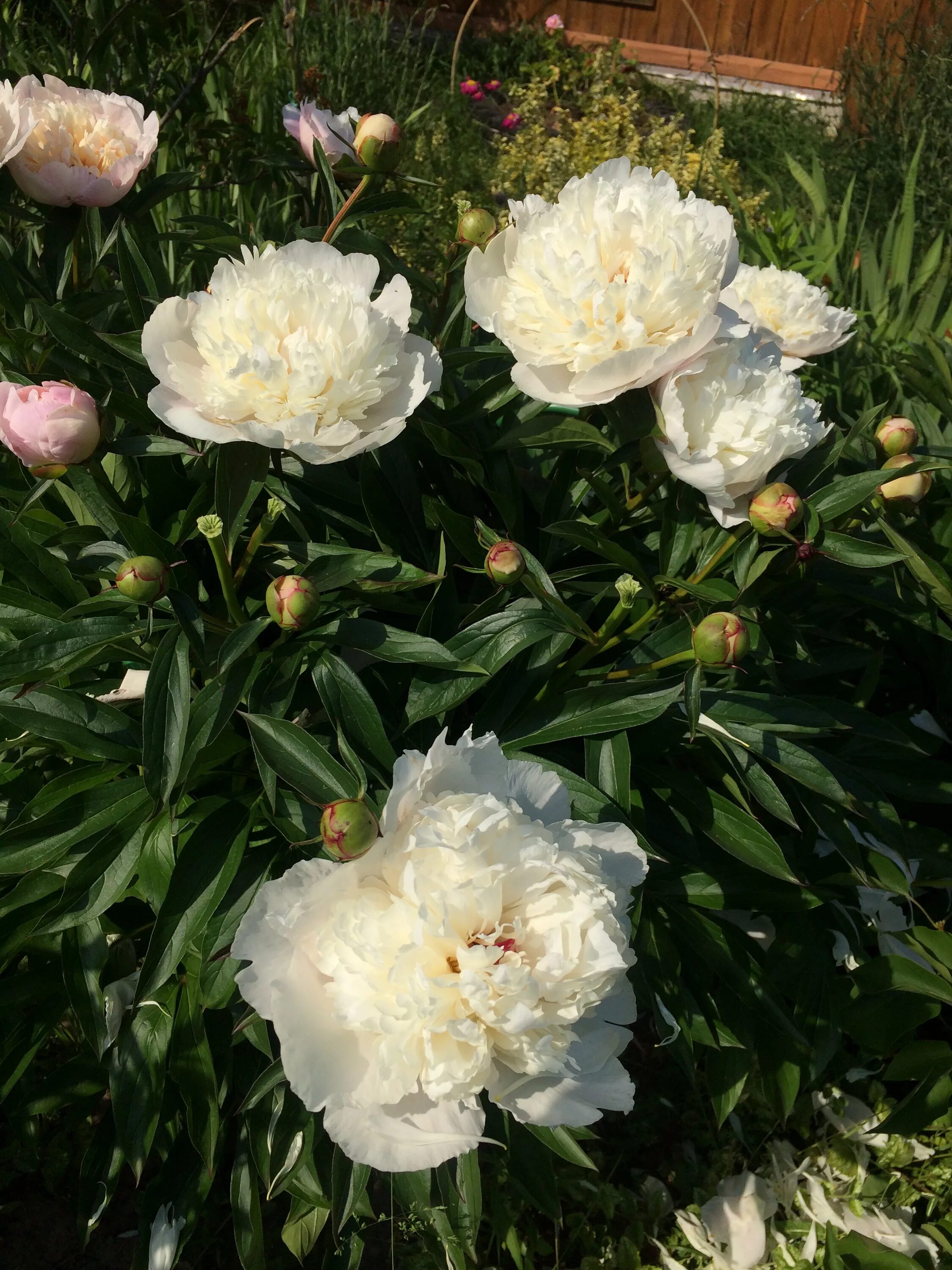 Пион Аргентина (Paeonia Argentine)