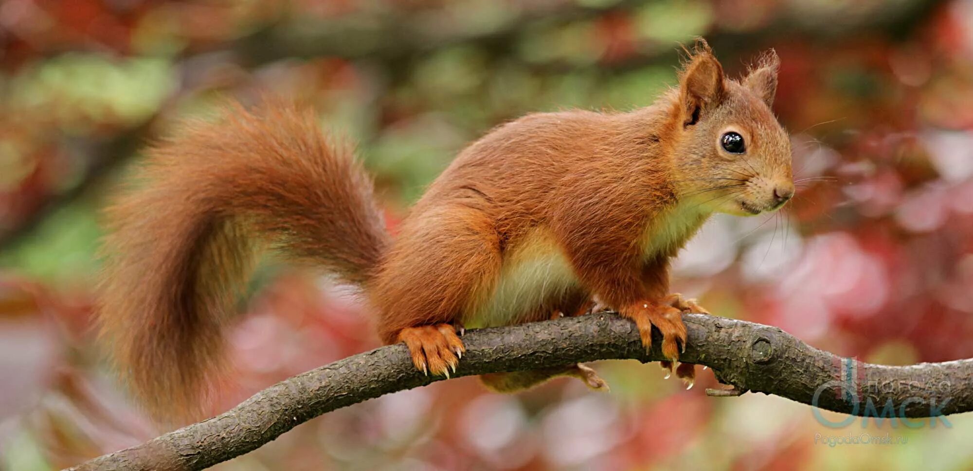 байбак в белгородской области. заяц русак куршская коса. дикие животные белгородской. дикие животные белгородской. ильменский заповедник косуля.
