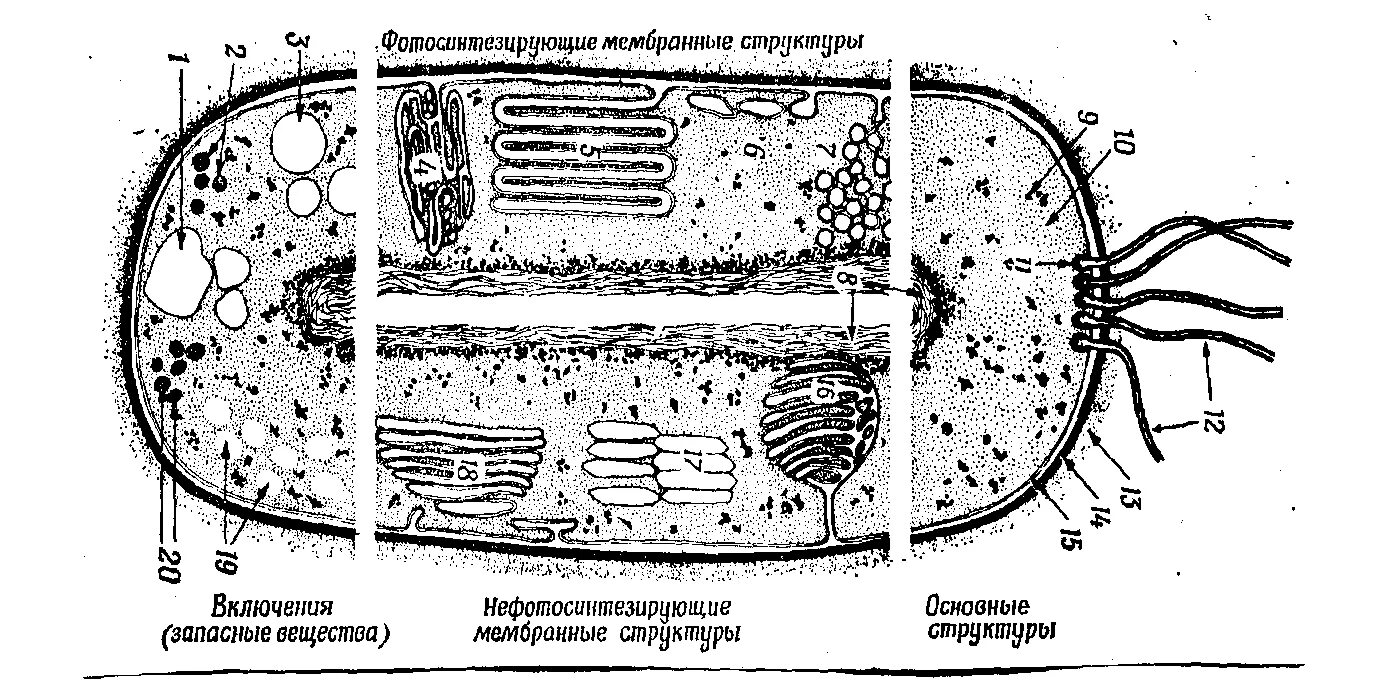 Морфология микроорганизмов