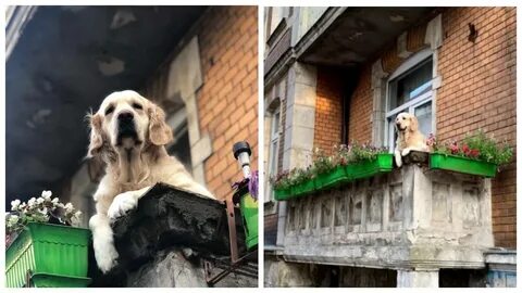 Собака на балконе