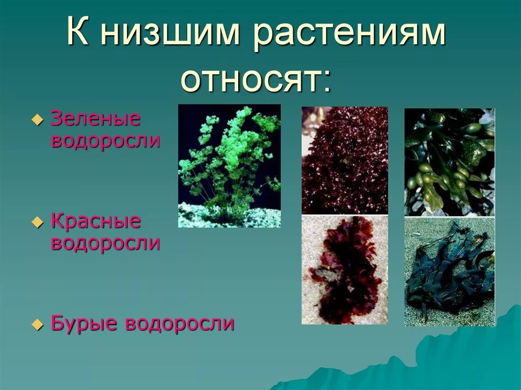 К какому царству относятся водоросли. Низшие растения. к низшим растениям относятся. растения которые относятся к низшим. низкие растения.