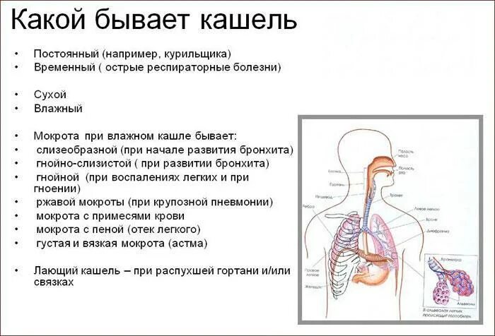 Есть ли мокрота