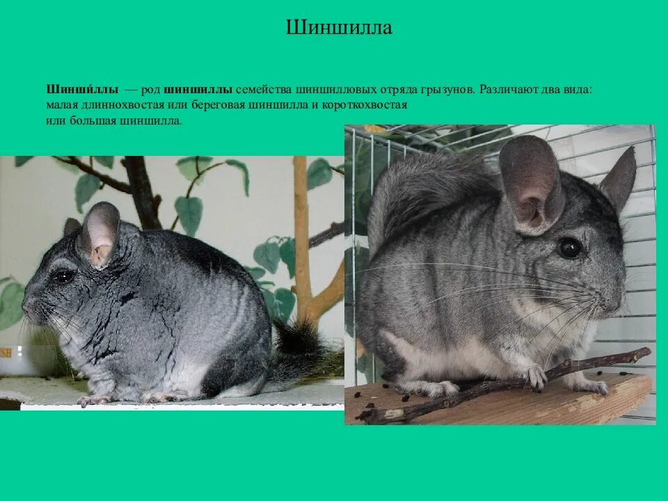 Сколько рожает шиншилла. Малая короткохвостая шиншилла. малая длиннохвостая шиншилла. большая короткохвостая шиншилла. презентация про шиншиллу.