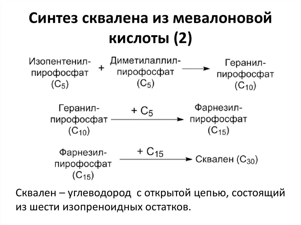 Синтез адрес. Синтез сквалена из мевалоновой кислоты. Образование сквалена из мевалоновой кислоты. Синтез холестерола реакции образования мевалоновой кислоты. Синтез холестерина из мевалоновой кислоты.