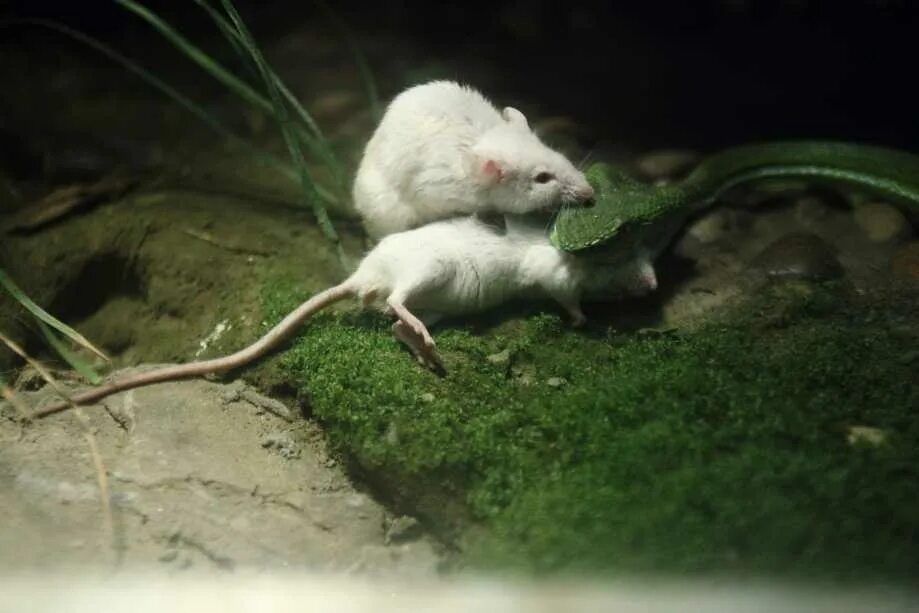 Обои змея голубая. Змеи мышь. Змеиный выползок. Змеи мышь. Змеи мышь.