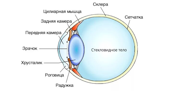 Роговица глаза рисунок