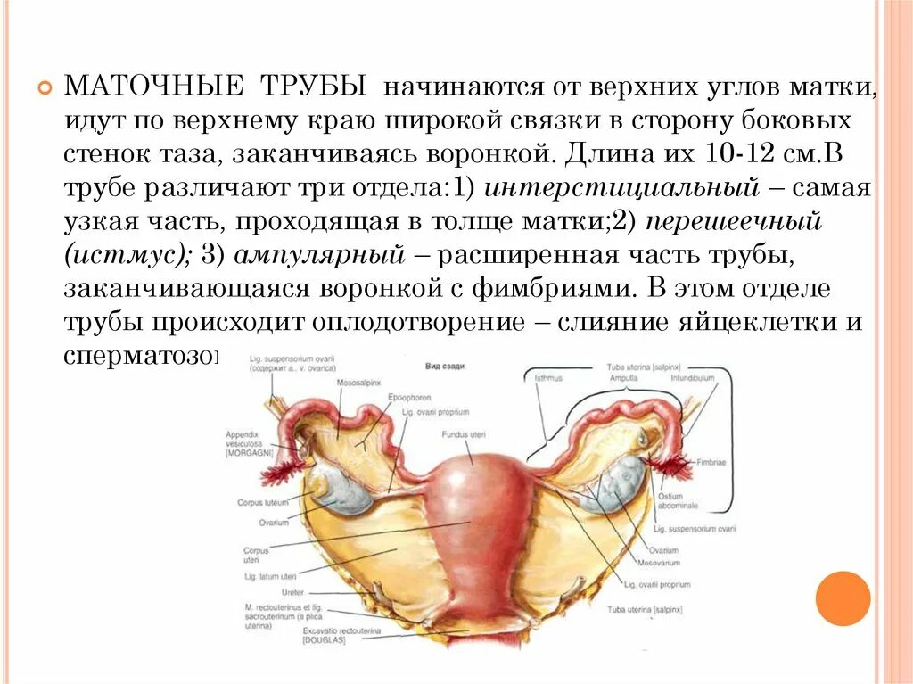 Трубы матки. Трубы матки
