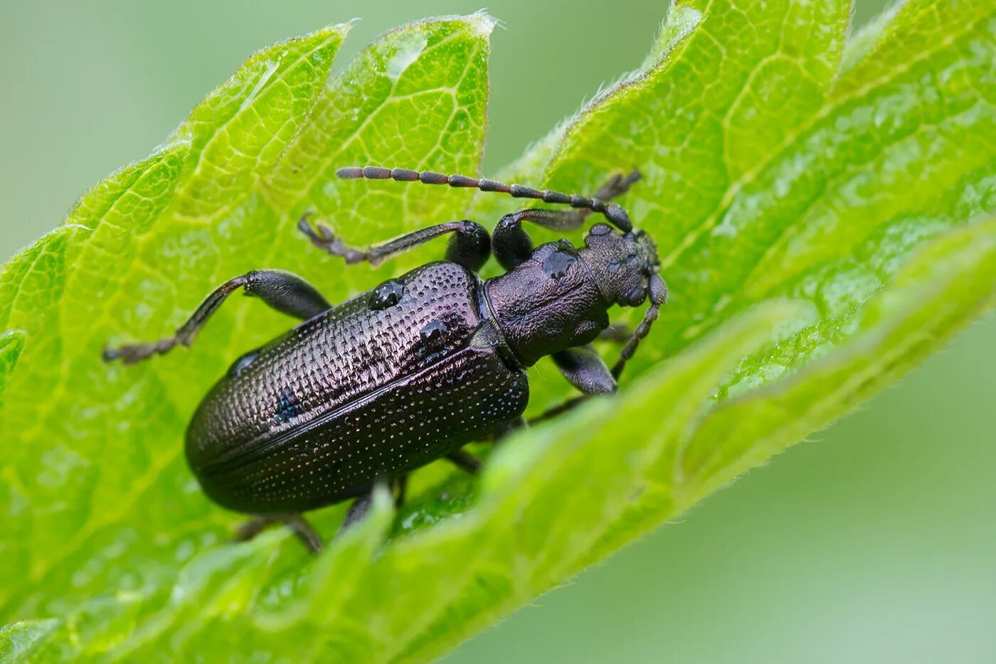 Sternotomis bohemani Portrait of Sternotomis bohemani (Col. Flickr