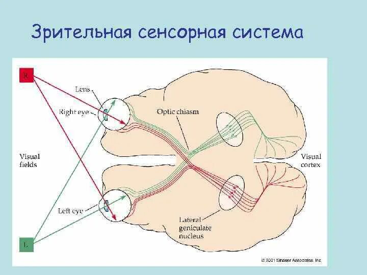 Строение зрительной сенсорной системы. Структурная организация зрительной сенсорной системы физиология. Структуру зрительной сенсорных систем физиология. Структура зрительной сенсорной системы.