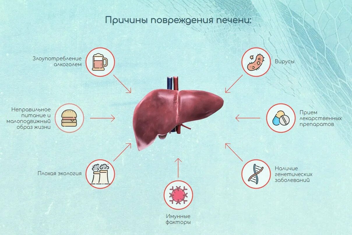 Факторы риска цирроза печени. Факторы риска развития цирроза печени. Факторы повреждающие печень. Факторы риска заболевания цирроза печени. Какие есть болезни печени