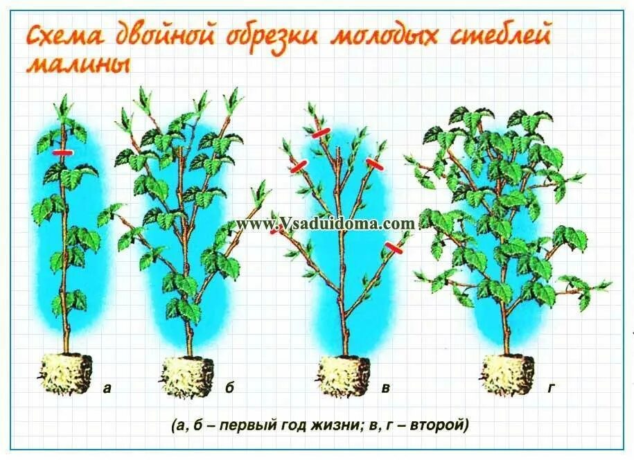 Малина Таруса малиновое дерево посадка. Штамбовая малина Таруса (малиновое дере. Малина штамбовая Таруса малиновое дерево. Малина Таруса малиновое дерево обрезка.