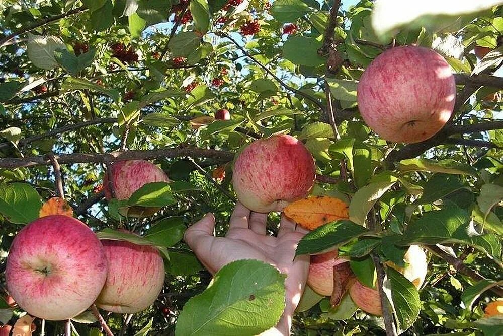 В саду где растут яблоки 2 сортов. Яблоня Мельба. Яблоня Мельба яблоки. Сорт яблони Мельба. Яблоня Мельба дерево.