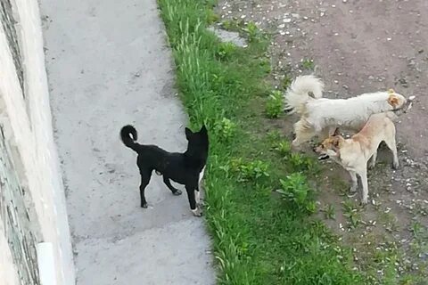 Собака укусила чужого ребенка