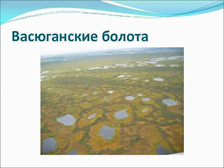 Васюганские болота субъект рф. Карта Сибири Васюганское болото. Васюганское болото местоположение. Васюганские болота заповедник на карте. Васюганское болото на карте России.