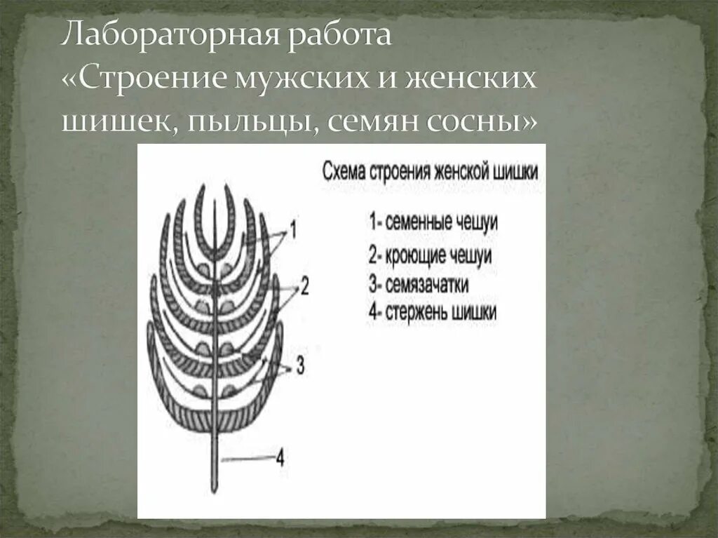 Какую форму имеет строение шишки сосны. Строение мужской и женской шишки сосны. строение мужских и женских шишек. строение мужской и женской шишки. строение мужской и женской шишки голосеменных.
