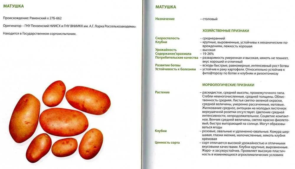 Картофель содержание. Сорт картофеля эльмундо. сорт картошки эльмундо описание. характеристики сортов картофеля таблица. вкусовые характеристики родриго картофель.