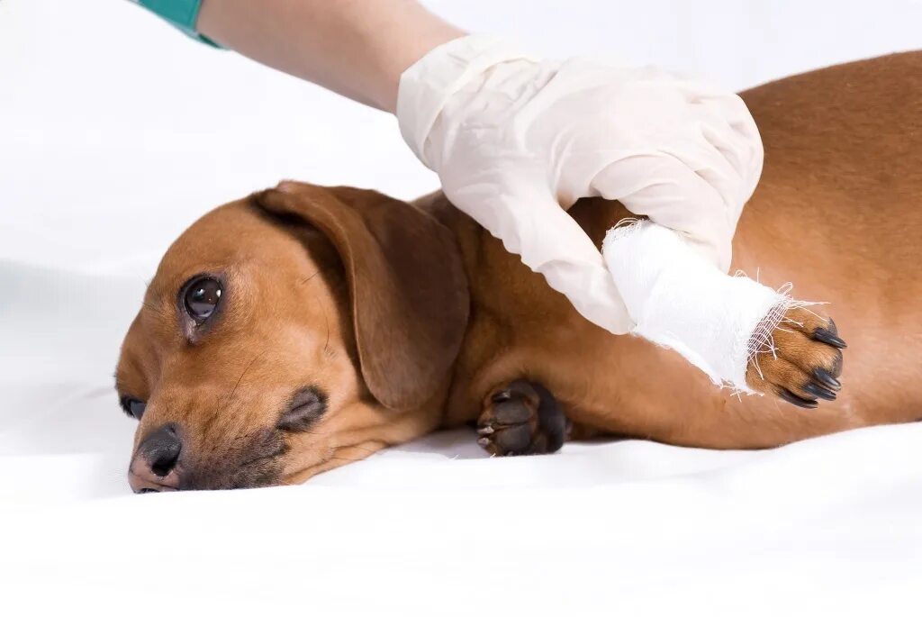 Оказание медицинской помощи животному. Травматизм животных Ветеринария.
