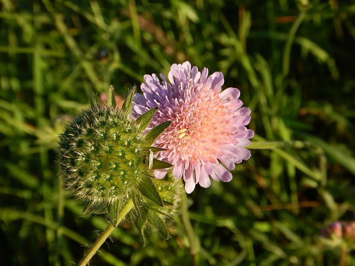 Короставник фото. Короставник полевой (Knautia arvensis). Скабиоза (короставник полевой). Короставник и скабиоза. Короставник Луговой.