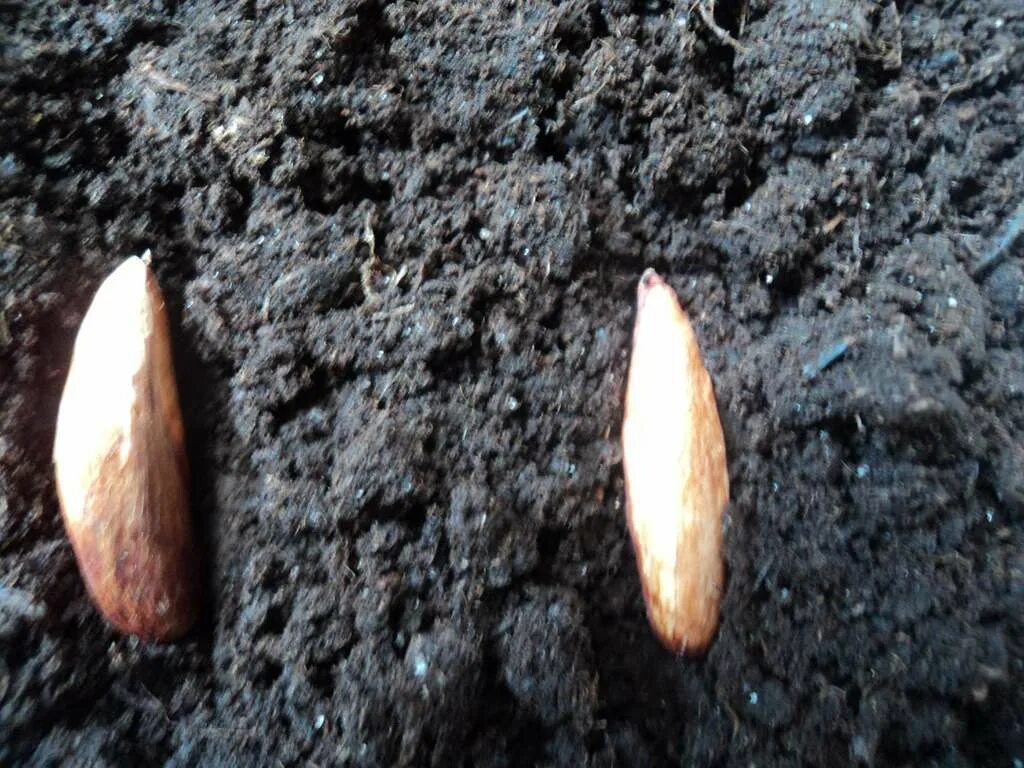 миндаль самаркандский. гуава саженцы. прорастить миндаль. прорастить косточку абрикоса. миндальное дерево домашнее.