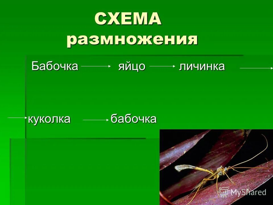 Искусственный размножение животных