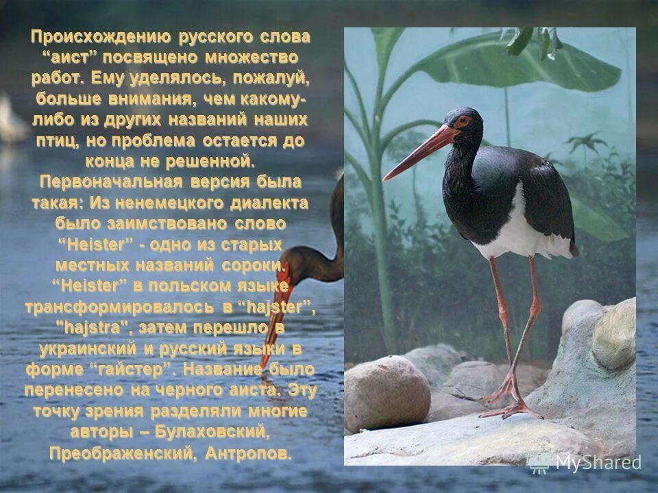 Аист что символизирует. Изложение аисты в небе войны 7 класс. Сообщение на тему аисты. Аист перелетная птица. Аист информация для детей.