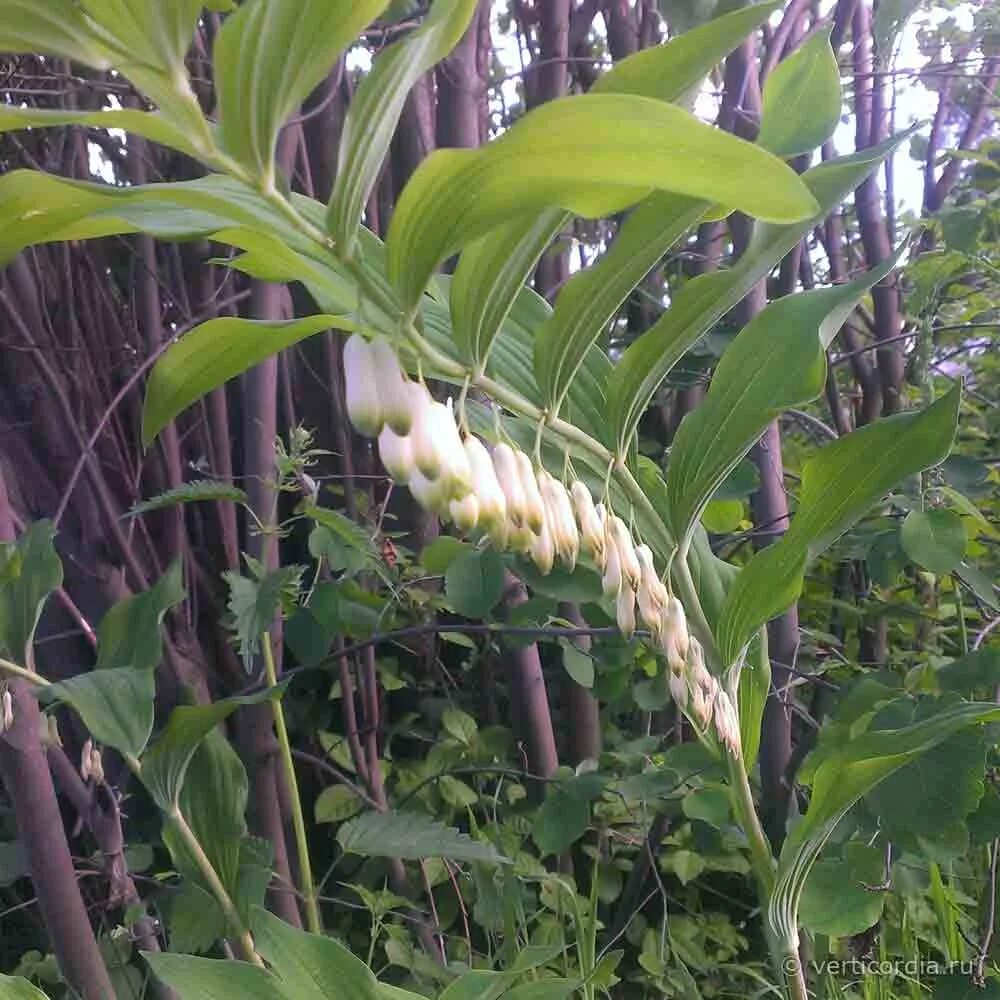 Polygonatum odoratum - купена душистая. Купена фото растения и описание ядовитая. Купена ростки. Купена двухцветковая. Купена душистая.
