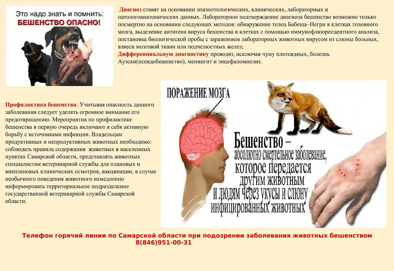 Бешенство поведение