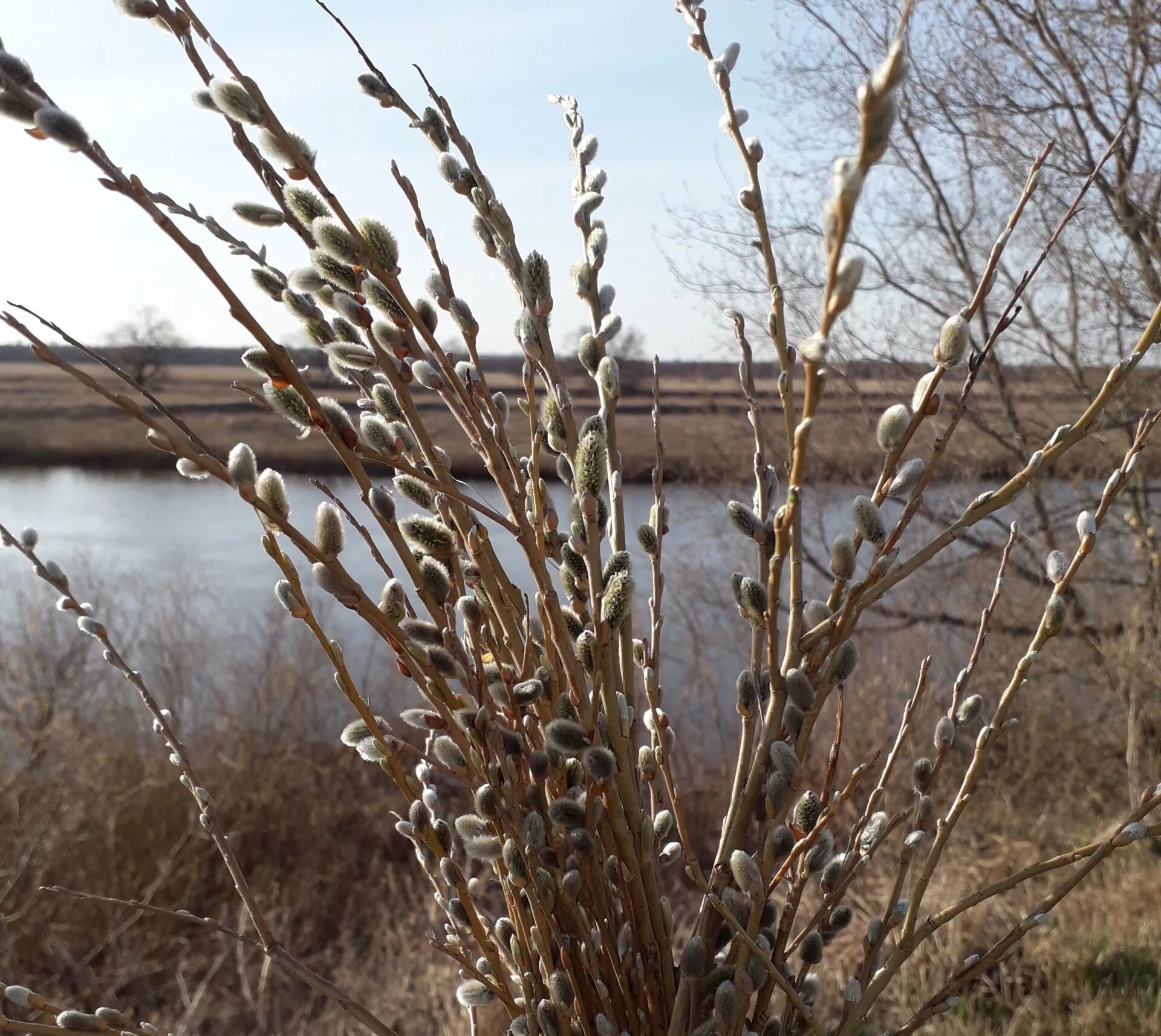 Можно ли сажать вербу. Верба дерево. Верба кустарник. Верба кустарниковая. Верба краснотал кустовая.