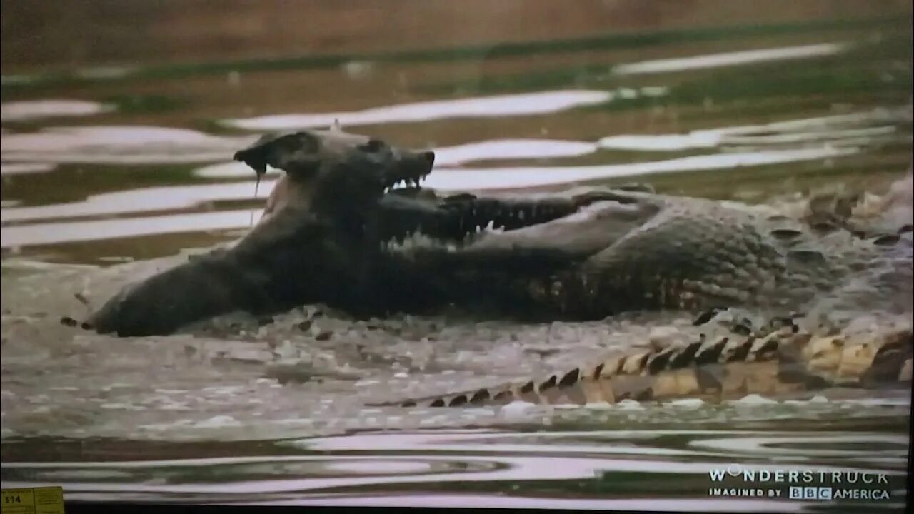Wild kill. Крокодил против мега дракона. Killer Crocodile 1990.
