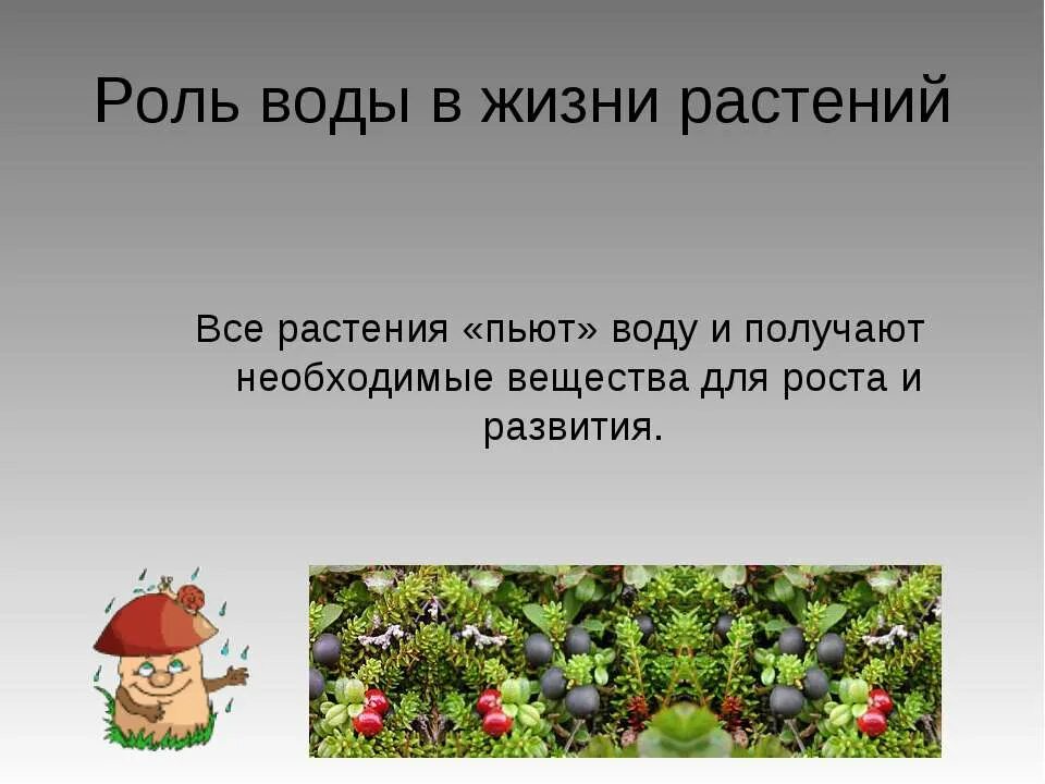Проект растения жизнь человек Актуальность проекта создание мультфильма