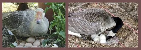 Сколько сидят гуси на яйцах до вылупления