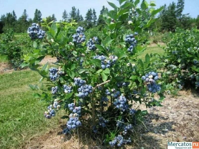 Голубика высокорослая дюк. Размеры кустов голубики садовой. Голубика высокорослая bluecrop. Размеры кустов голубики садовой. Голубика высота куста.
