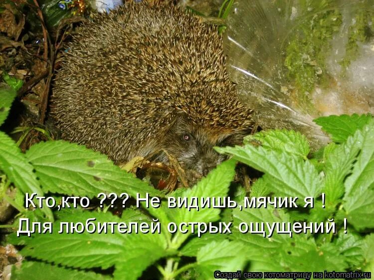 Острых ощущений захотелось. Острых ощущений захотелось