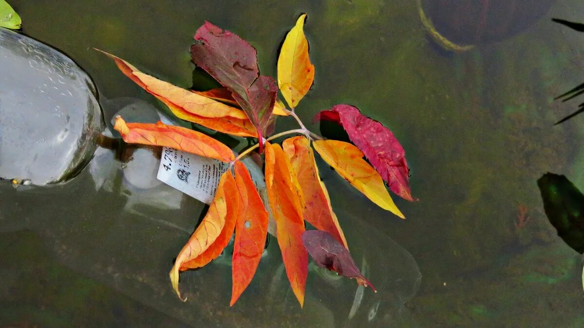 Сентябрь багряной веткой ивы. Багряная ветка ивы. В пруду плавали желтые красные багряные листья.