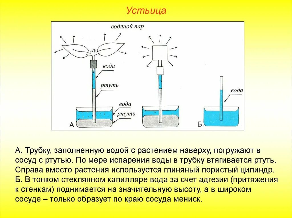 Тонкая стеклянная трубка заполненная жидкостью. Растения с листьями, погруженными в воду;. Трубка погружена в сосуд с ртутью. Ртуть в растениях. Заполнили водой 18