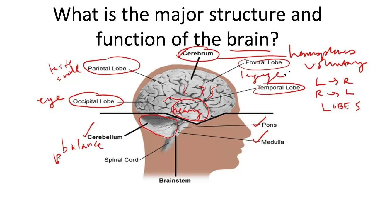 Brain structure. Brain structure and function. Major structures and functions of the Brain. Brain Parts and functions. The Basic structure of Brain.