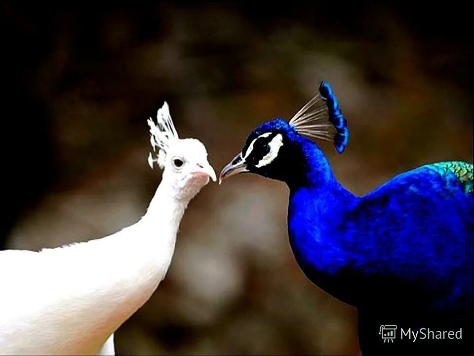 Картина павлин. Сочинский дендрарий павлин. Пара павлинов. Павлины самцы. Гроот белый павлин.