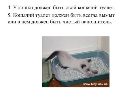Советы кошкам